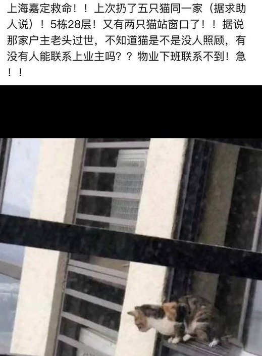 5只猫被主人跌死已然谣言!事情真相让人痛心(图2)