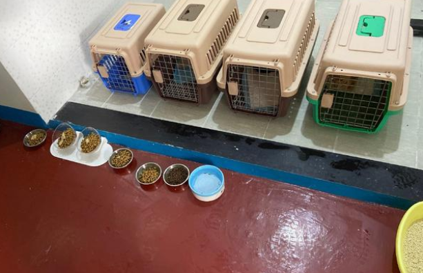 5只猫被主人跌死已然谣言!事情真相让人痛心(图4)