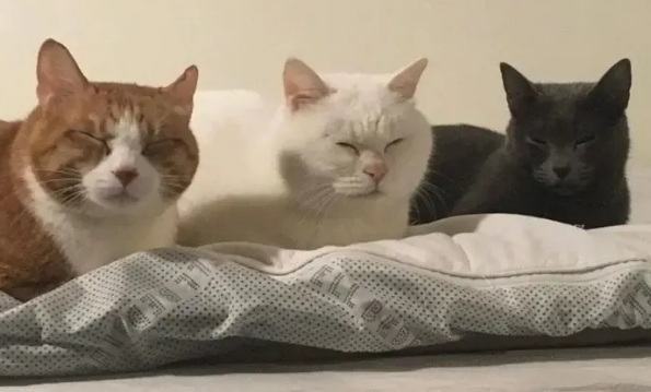 跟人一样大的猫|这猫竟跟人一样大 还跟宝宝同睡!俩家伙的睡觉方式把人笑喷(图1)