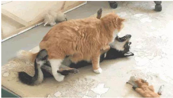 大橘猫用这种方法大力度整治小黑柴 小黑柴怕是全然敢得罪它了(图2)