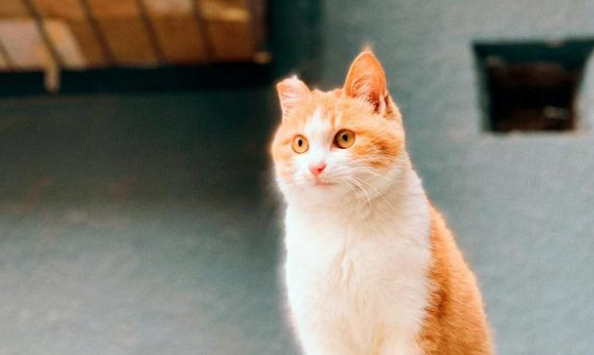 橘猫被人砸断双腿后 依然选择不会相信人类 很坚强努力求生的样子让人想哭(图1)