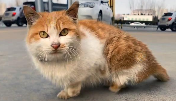 橘猫被人砸断双腿后 依然选择不会相信人类 很坚强努力求生的样子让人想哭(图2)