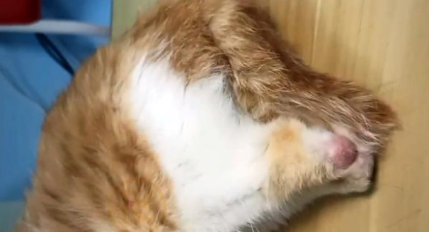 橘猫被人砸断双腿后 依然选择不会相信人类 很坚强努力求生的样子让人想哭(图3)