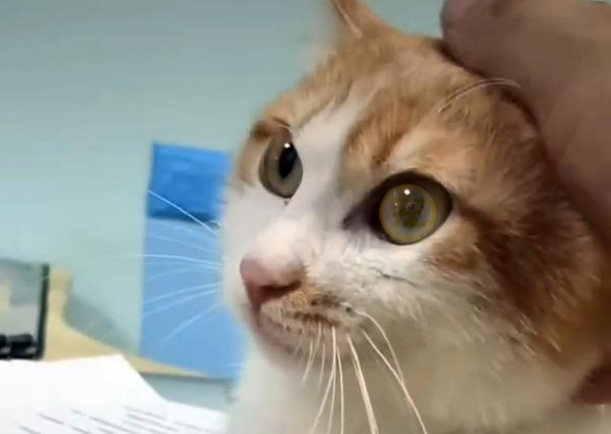 橘猫被人砸断双腿后 依然选择不会相信人类 很坚强努力求生的样子让人想哭(图4)