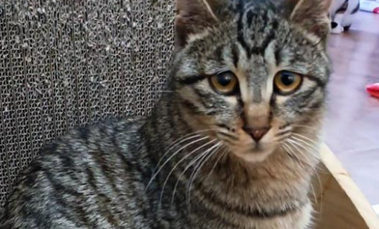 那只被主人亲自扔到的宠物猫 担心那再次被舍弃 尽力想要挽留人类(图1)