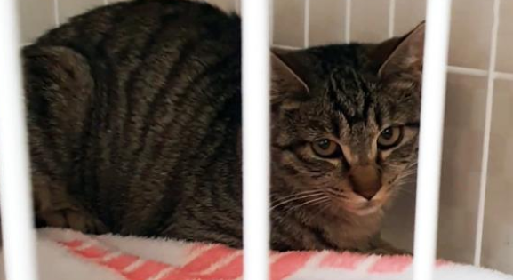 那只被主人亲自扔到的宠物猫 担心那再次被舍弃 尽力想要挽留人类(图2)