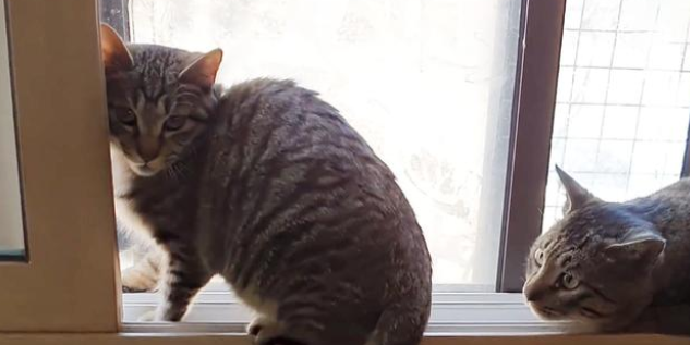 那只被主人亲自扔到的宠物猫 担心那再次被舍弃 尽力想要挽留人类(图3)