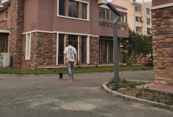 撸猫聊治好--黑猫警长记(图2)