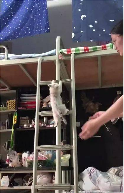 同学在寝室养了一只猫 看见了猫咪隔一段时间上下铺都能笑一整天 太逗了(图1)