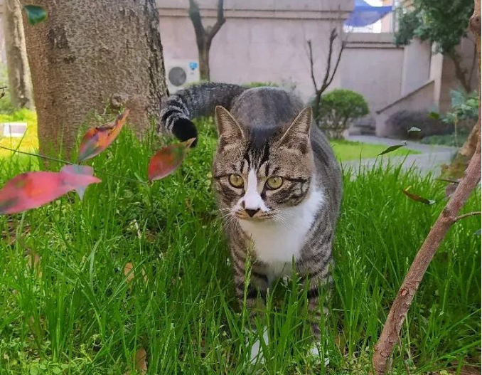 猫生得意的笑(图1)