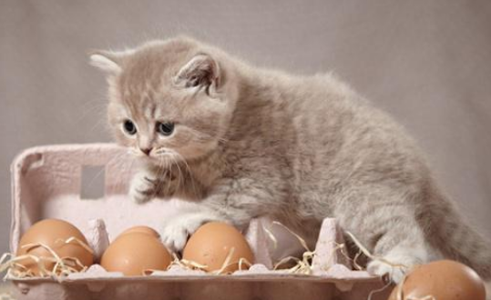 猫咪把鸡蛋以为宝 走哪带哪 猫:我要用它孵化后小猫(图1)