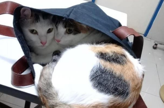 猫咪把鸡蛋以为宝 走哪带哪 猫:我要用它孵化后小猫(图2)