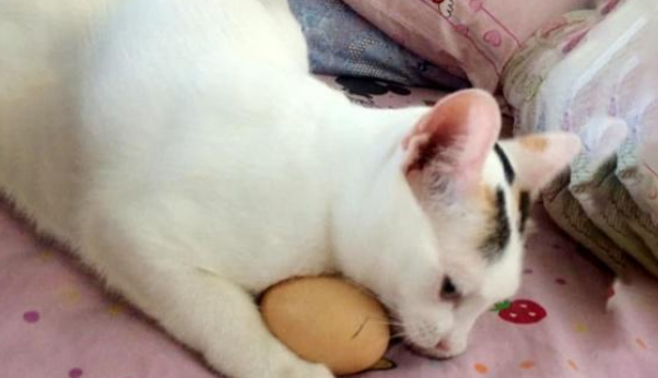 猫咪把鸡蛋以为宝 走哪带哪 猫:我要用它孵化后小猫(图3)