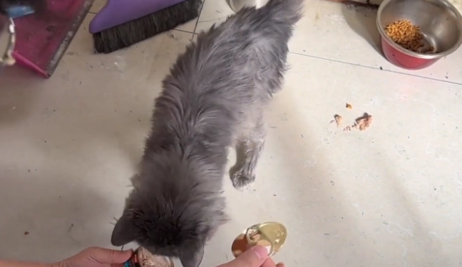 从宠物到过街老鼠 凶猛无比的蓝猫却有着柔嫩的心 可这已经没意义了(图1)