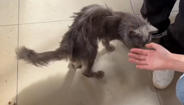 从宠物到过街老鼠 凶猛无比的蓝猫却有着柔嫩的心 可这已经没意义了(图2)