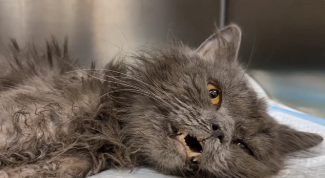 从宠物到过街老鼠 凶猛无比的蓝猫却有着柔嫩的心 可这已经没意义了(图8)