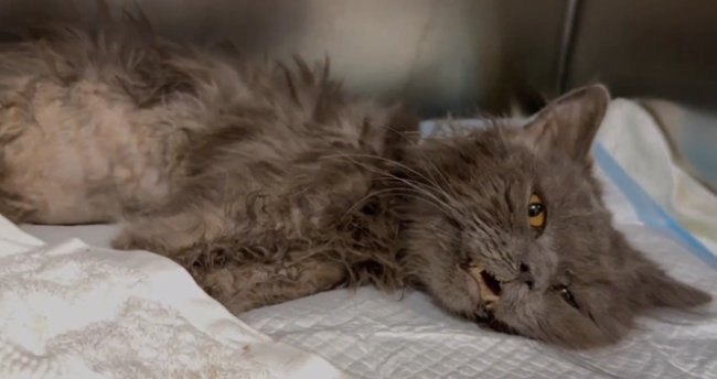 从宠物到过街老鼠 凶猛无比的蓝猫却有着柔嫩的心 可这已经没意义了(图10)