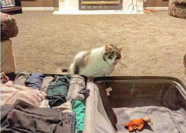 主人出门去旅猫咪不舍主人将爱心娃娃丢给主人(图1)