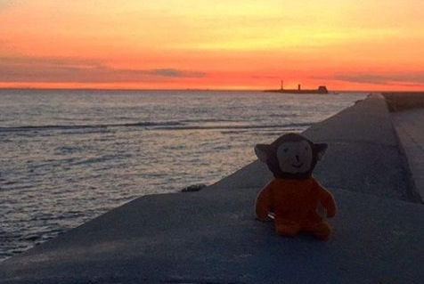 主人出门去旅猫咪不舍主人将爱心娃娃丢给主人(图2)