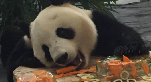 大熊猫“府府”入住凤凰迎全中国第一生日 百名小朋友为其庆生(图3)