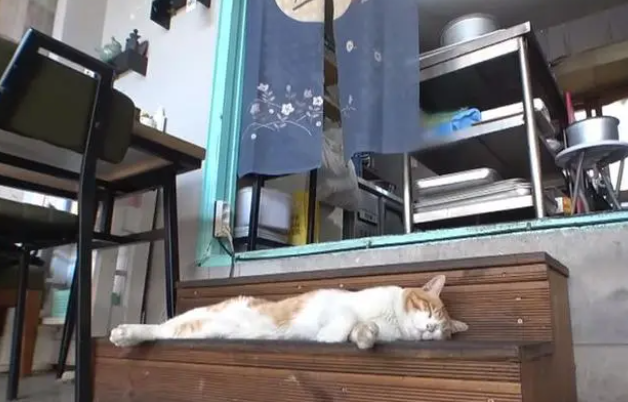 流浪猫白天都很困 好奇跟拍行踪 原因催泪(图2)