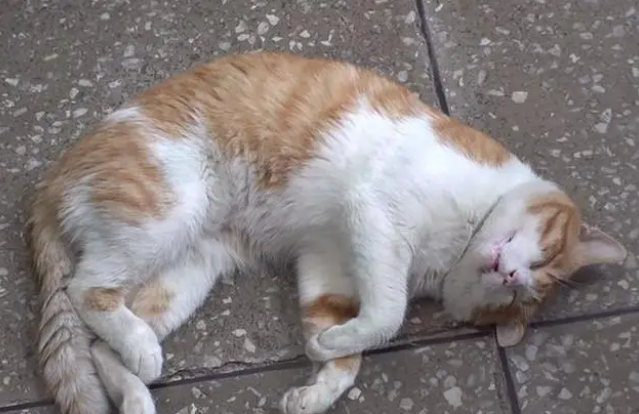 流浪猫白天都很困 好奇跟拍行踪 原因催泪(图1)
