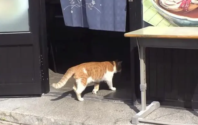 流浪猫白天都很困 好奇跟拍行踪 原因催泪(图3)