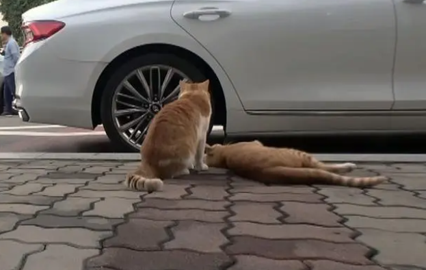 流浪猫白天都很困 好奇跟拍行踪 原因催泪(图4)