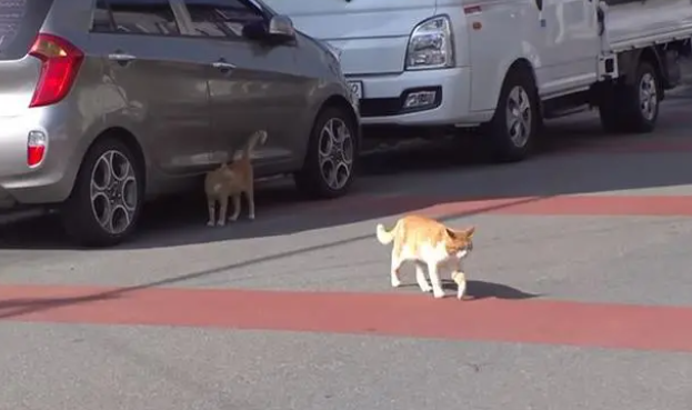 流浪猫白天都很困 好奇跟拍行踪 原因催泪(图5)