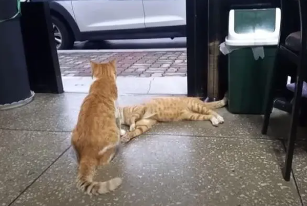 流浪猫白天都很困 好奇跟拍行踪 原因催泪(图6)