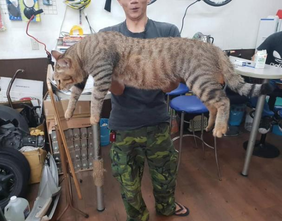 医生说小猫骨架稍微有点大 结果它27斤体长约1米 猫爸是巨猫吗？(图2)