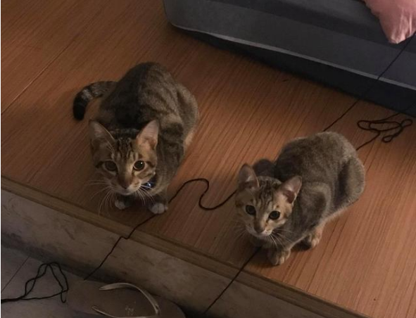 医生说小猫骨架稍微有点大 结果它27斤体长约1米 猫爸是巨猫吗？(图1)