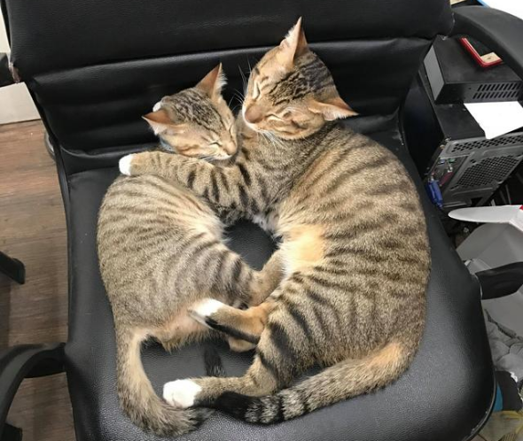 医生说小猫骨架稍微有点大 结果它27斤体长约1米 猫爸是巨猫吗？(图3)