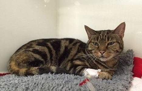 圣诞节不偷吃白兰地蛋糕贪吃零食猫咪宿醉之后送医救治(图1)