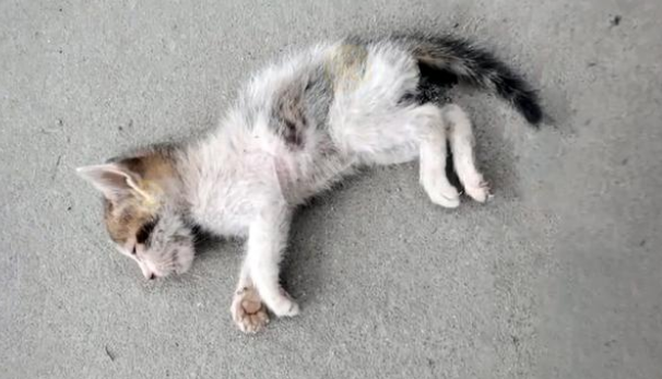 饿到走不动路的小猫 在想要去喵星的前一刻 它遇见了了命定的主人(图1)