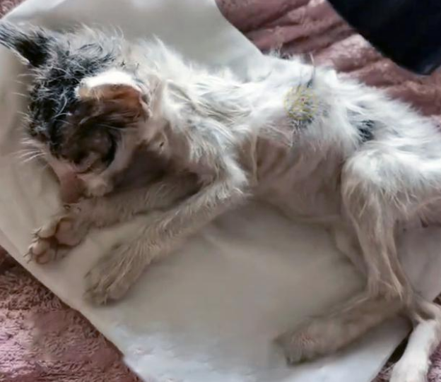 饿到走不动路的小猫 在想要去喵星的前一刻 它遇见了了命定的主人(图2)