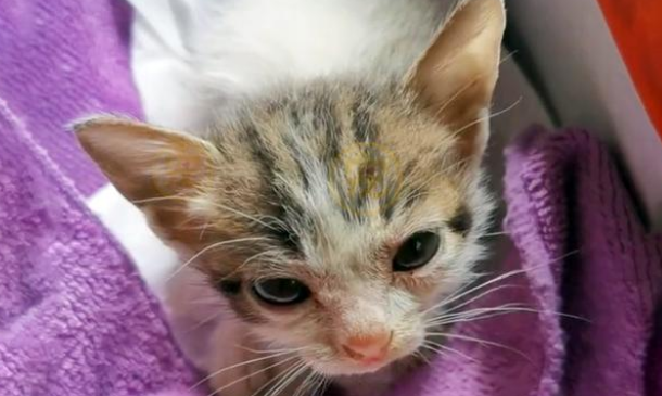 饿到走不动路的小猫 在想要去喵星的前一刻 它遇见了了命定的主人(图3)