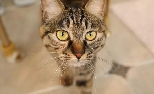 救了一只猫 从此多了个保镖(图1)