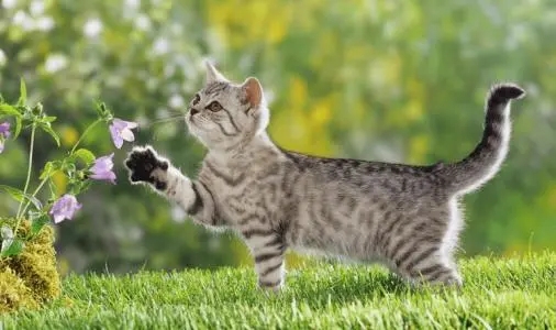 躺在那血泊中的小猫被救后竟比大狗还凶!看来是谁带大的像谁啊~(图1)