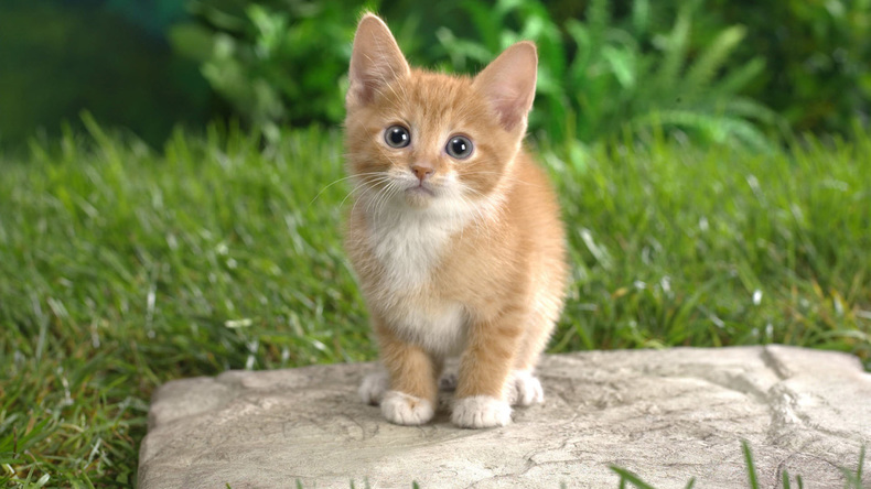 躺在那血泊中的小猫被救后竟比大狗还凶!看来是谁带大的像谁啊~(图2)