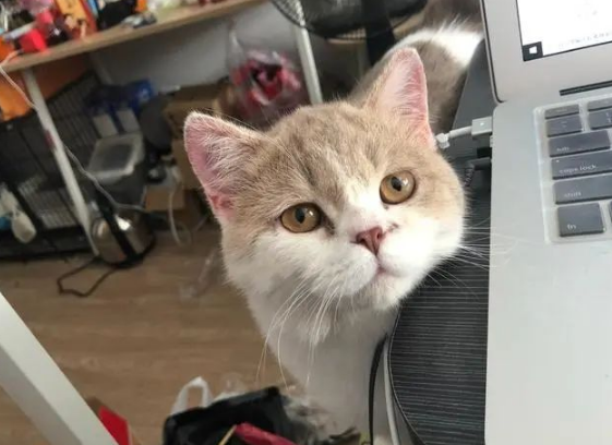 猫咪被关家中68天!苦心等主人回家了 可等自己的更是句让猫欣喜的话(图1)