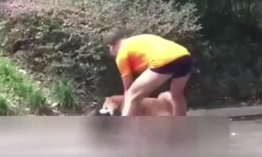 “听之任之”柴犬弄死猫咪引网友一致声讨(图1)