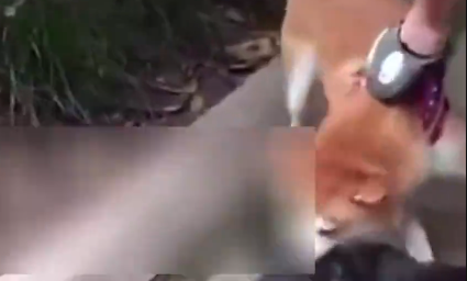 “听之任之”柴犬弄死猫咪引网友一致声讨(图2)