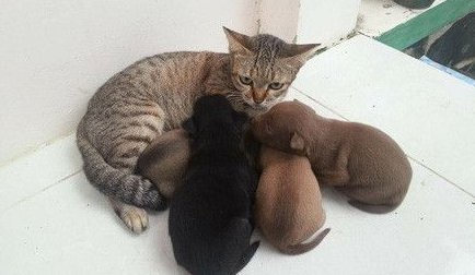 虎斑猫遭一群狗宝宝讨奶喝猫咪一脸无奈因为是公的(图1)