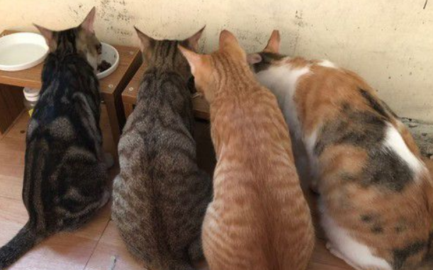 猫妈胸前挂两丧尸超辛苦上厕所也岂能安定(图1)