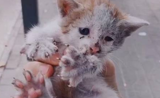 暖心故事：一只小猫在冬天流浪吧 被抱养后走下“喵生巅峰”(图1)