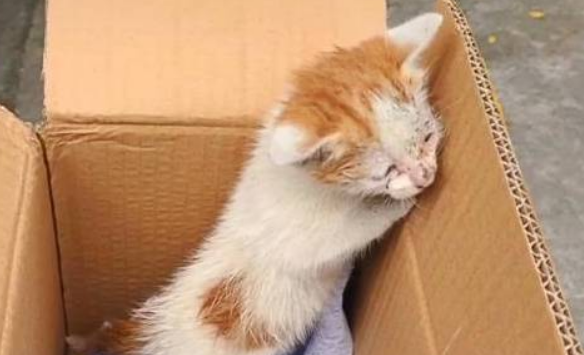 暖心故事：一只小猫在冬天流浪吧 被抱养后走下“喵生巅峰”(图2)