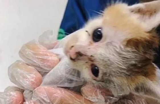 暖心故事：一只小猫在冬天流浪吧 被抱养后走下“喵生巅峰”(图3)