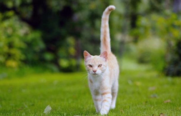 差点没被遗弃的橘猫 被领养后又碰上车祸 它用一年时间重新疾奔(图1)