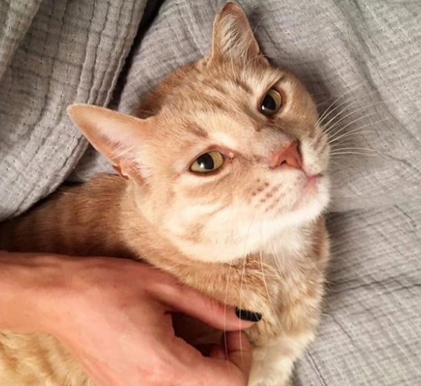 差点没被遗弃的橘猫 被领养后又碰上车祸 它用一年时间重新疾奔(图2)